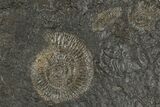 Dactylioceras Ammonite Cluster - Posidonia Shale, Germany #174254-1
